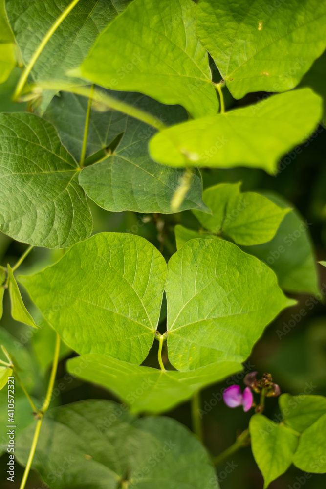 Green beans leaf are the unripe, flower and fruits Green beans leaf are the unripe, flower and fruits