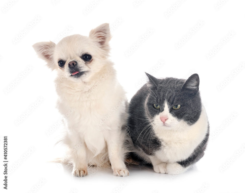 feral cat and chihuahua