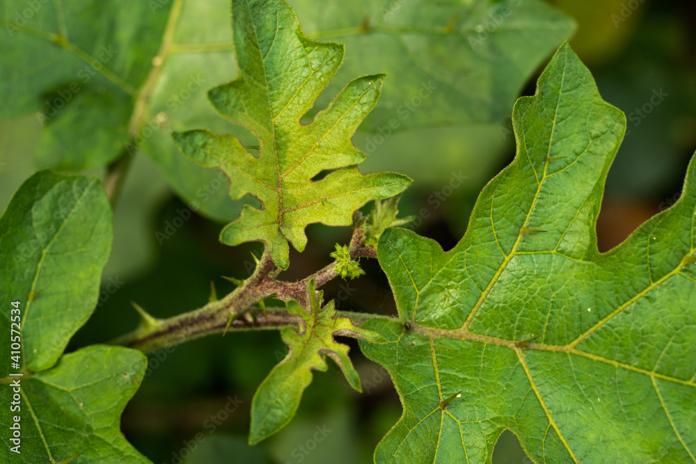 Begun gach or brinjal tree that scientific name is Solanum melongena L Begun gach or brinjal tree that scientific name is Solanum melongena L
