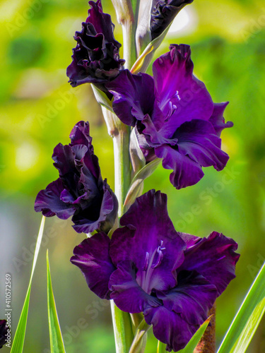 Violet Gladiolus flower or Black Sword Lily. Violet gladiolus closeup in garden. Beautiful black gladiolus (sword lily) flower in summer garden. Macro colorful purple sword lily on green background. photo