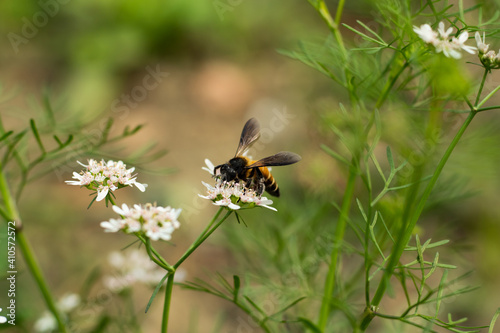 A Bee collecting honey from coriander flowers © mssozib