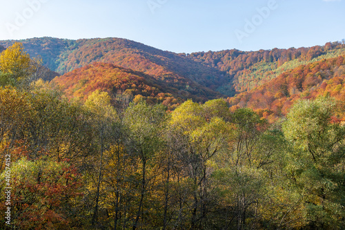 Autumn mountain landscape - yellowed and reddened autumn trees combined with green needles and blue skies. Colorful autumn landscape scene in the Ukrainian Carpathians.