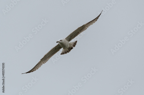 siberian gull fly above