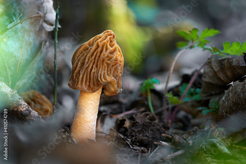 Ptychoverpa bohemica photo