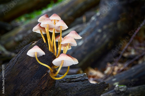 Mycena renati photo