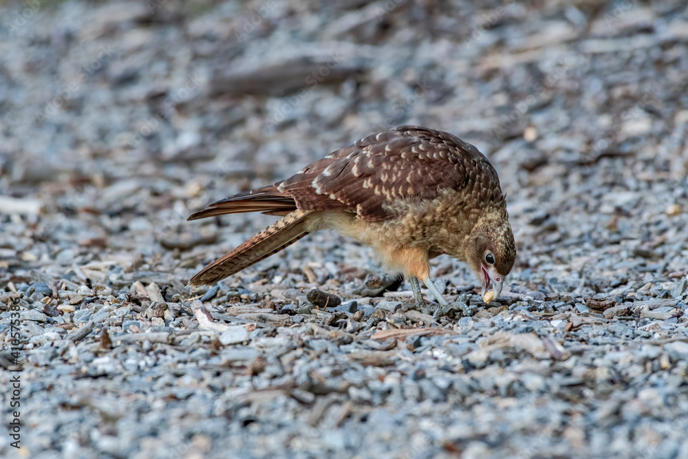 Chimango Caracara (Milvago chimango) in Ushuaia area, Land of Fire (Tierra del Fuego), Argentina