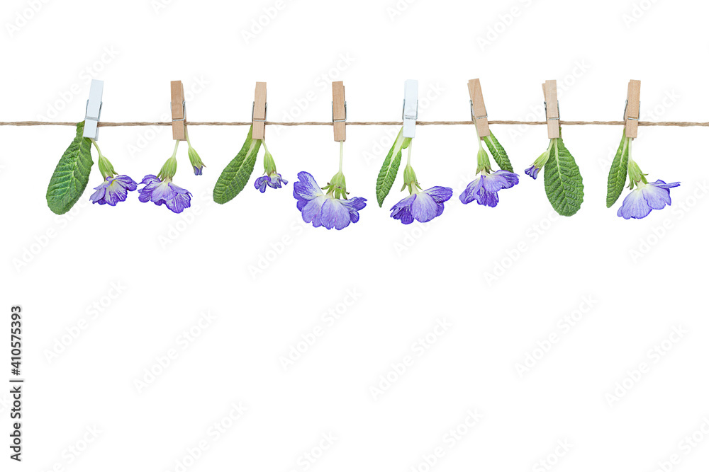 Holiday background of blue flowers on clothespins Holiday background of blue flowers on clothespins