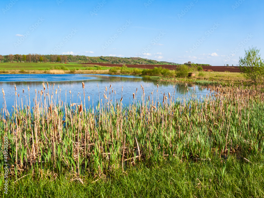 Lake with bulrush in a cultivated landscape