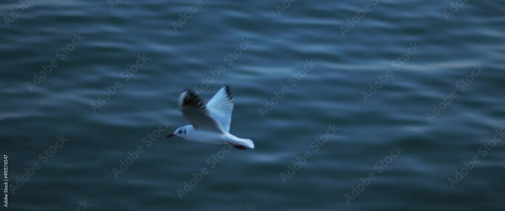Seagulls flying above the blue ocean water, slow motion. Seagulls flying above the blue ocean water, slow motion.