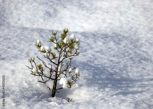 cold weather, perfect snow conditions, small bog pines under the snow, winter wonderland in the bog, powdery snow covers the bog plants photo