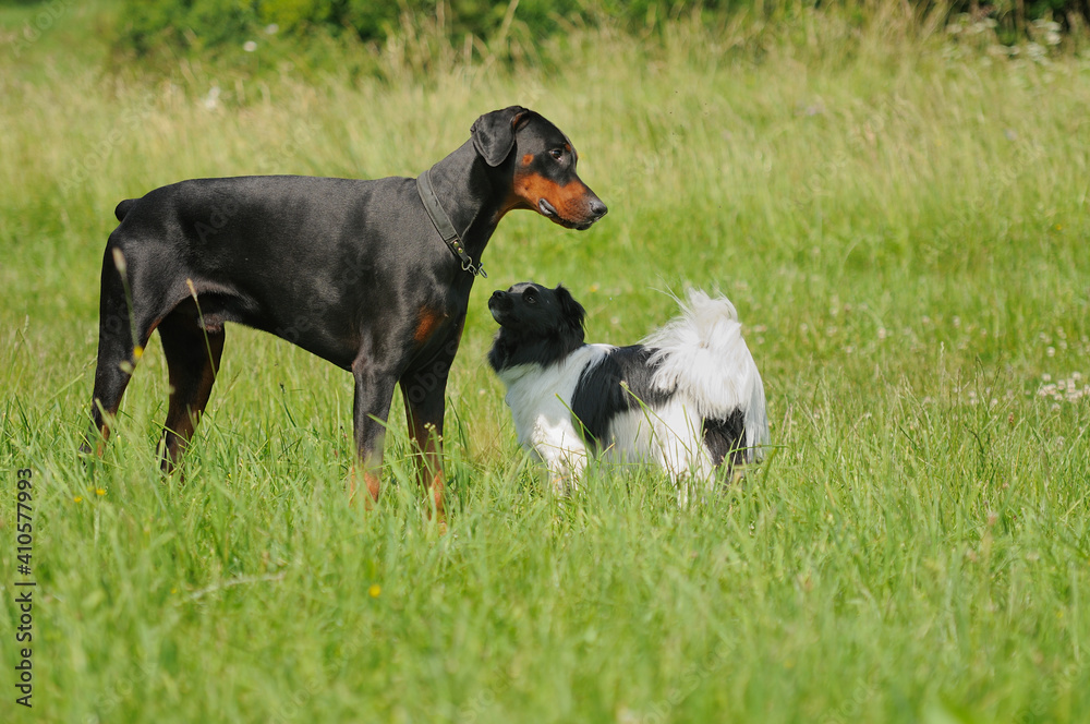 Doberman and dog get to know each other Doberman and dog get to know each other