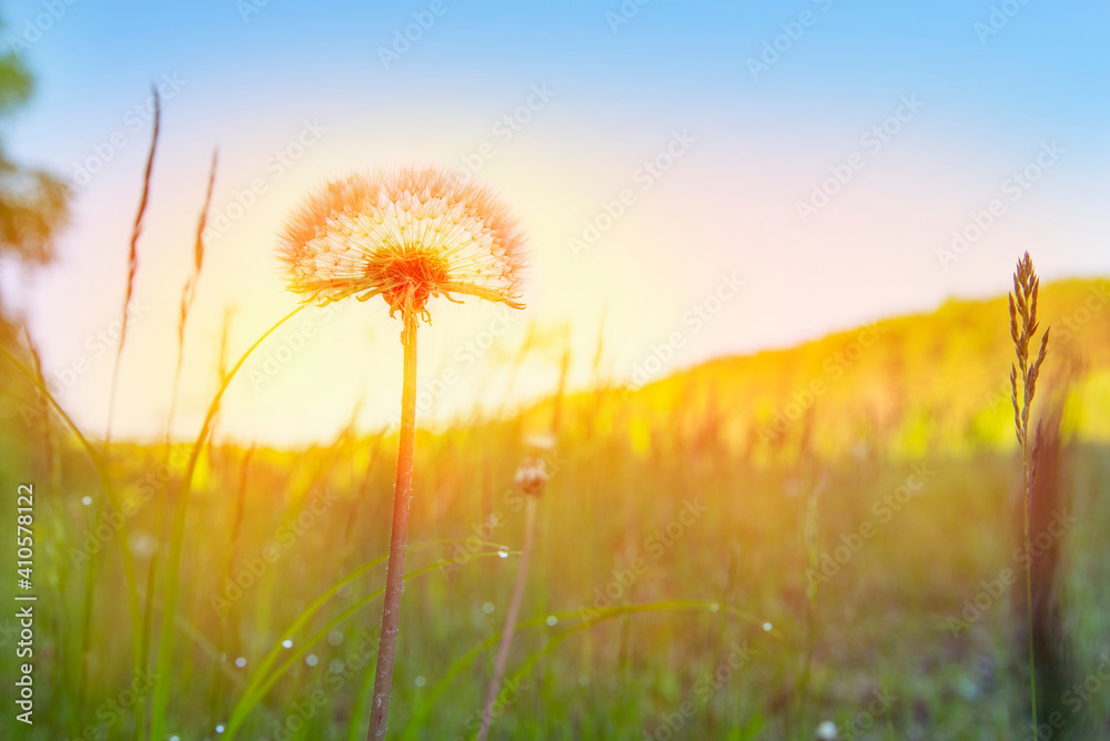 Dandelion in a field at orange sunset freedom.