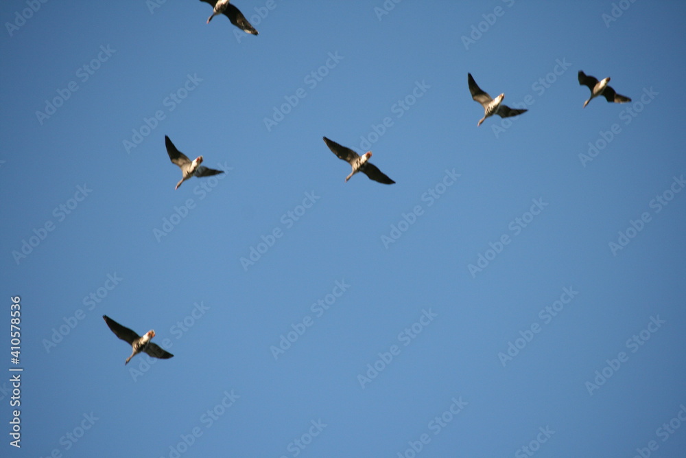Wildgänse / Graugänse ziehen nach Süden - Zugvögel 3 Wildgänse / Graugänse ziehen nach Süden - Zugvögel 3
