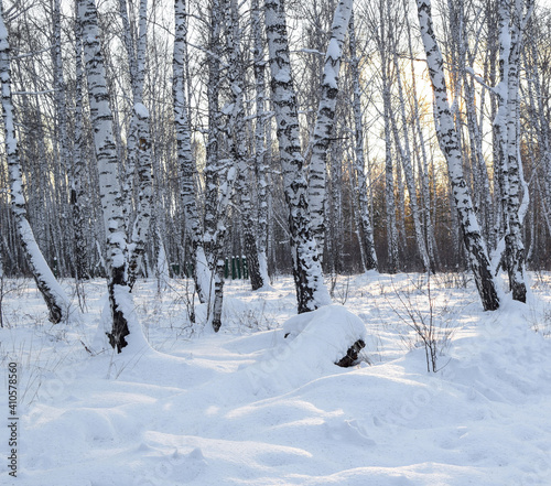 Winter landscape of a birch forest illuminated by a bright sun. Horizontal photography. Copy space.
