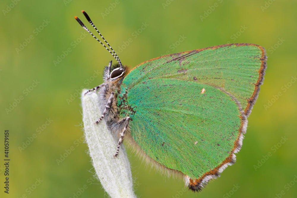 Fototapeta premium Callophrys rubi, piccola farfalla verse smeraldo 