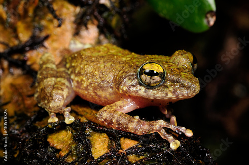 Hollow-snouted Shrub Frog // perfekt getarnter Ruderfrosch (Pseudophilautus cf. cavirostris) - Sri Lanka