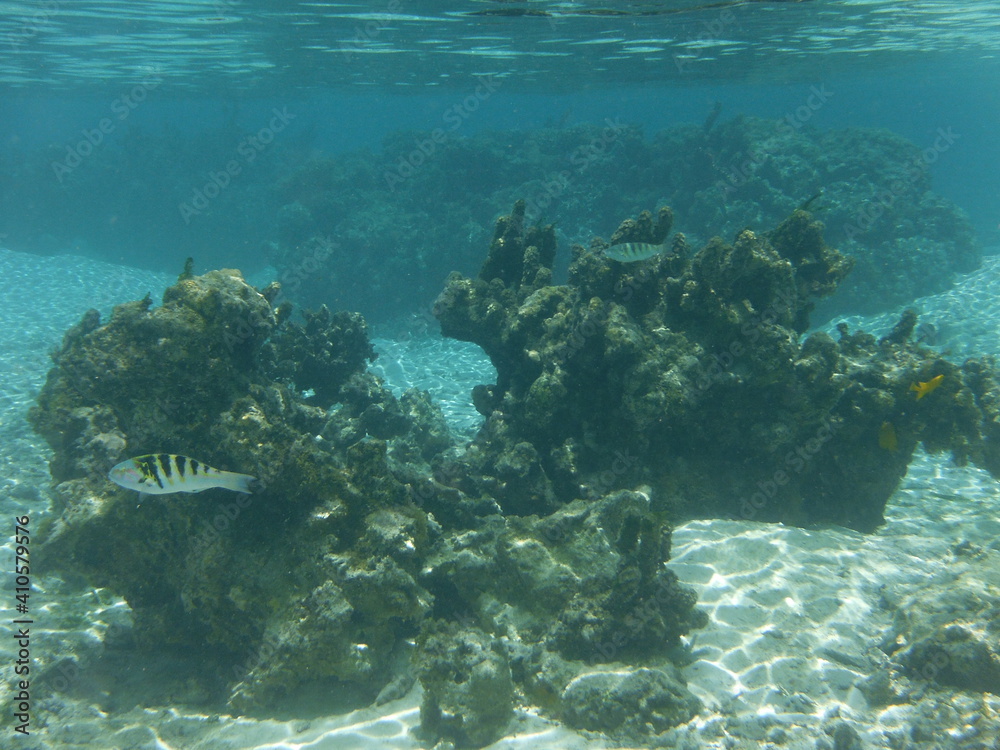 Fototapeta premium Island