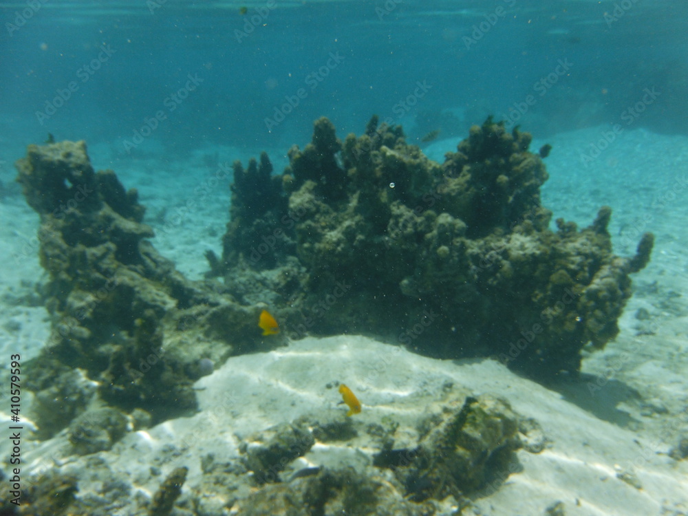 Fototapeta premium Island