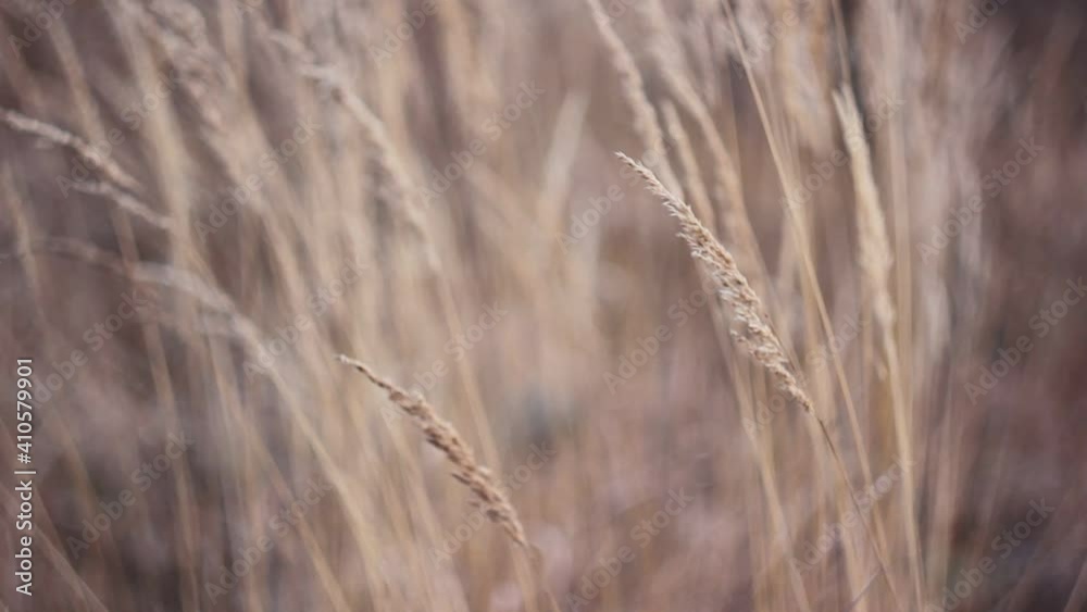 Spikelets of dry grass swaying in the wind. Golden cereal swaying in the wind in the open. Spikelets of dry grass swaying in the wind. Golden cereal swaying in the wind in the open.