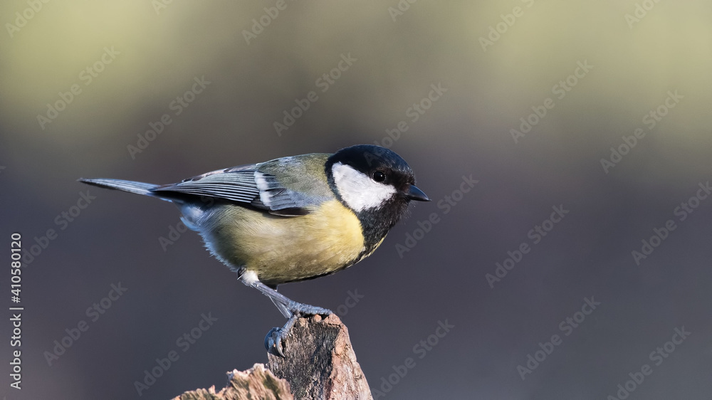 Obraz premium Great Tit sitting on a stick