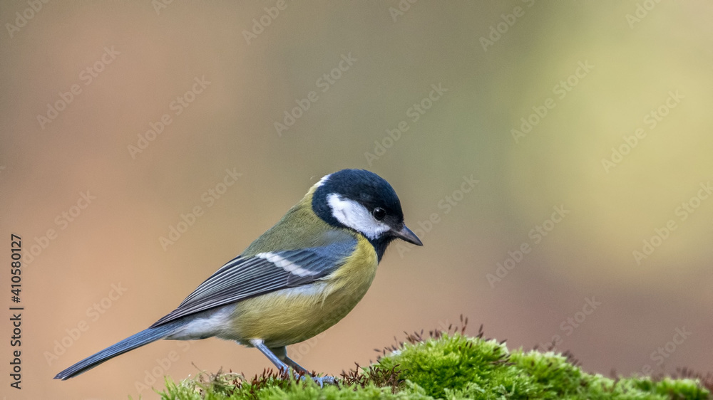 Fototapeta premium Great Tit sitting on a stick