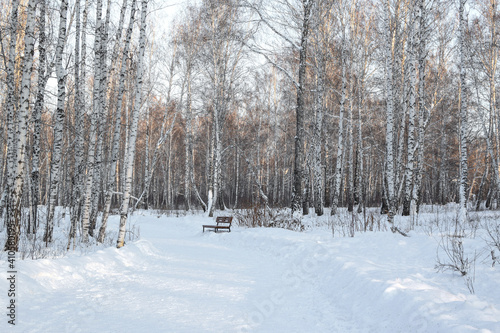 Winter road in the forest, illuminated by the bright sun. Birch Grove. Horizontal photography. Copy space. © Natalya