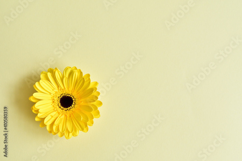 Creative layout made with yellow gerbera . Minimal nature mood background. Spring flowers concept.