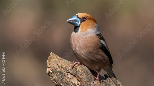 Hawfinch sitting on the branch. © VitOt