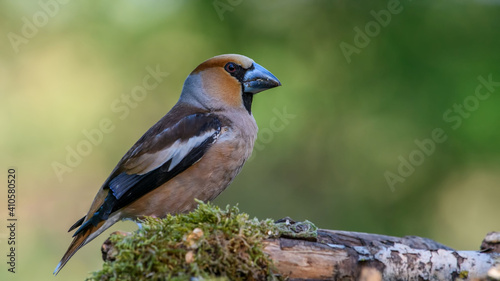 Hawfinch sitting on the branch. © VitOt