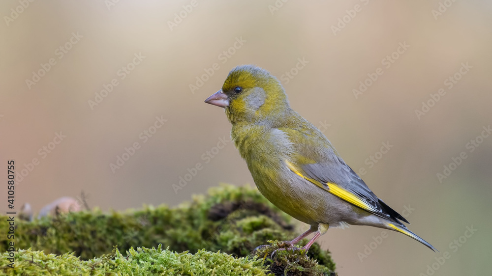 Naklejka premium European Greenfinch. Yellow songbird sitting on the moss