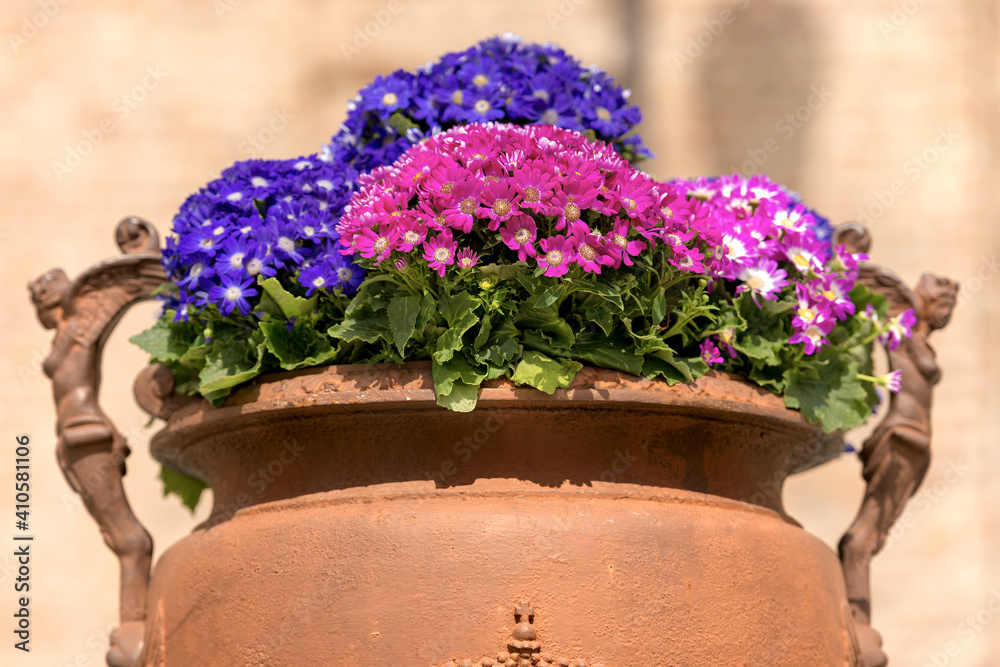 Closeup of a group of purple and pink Cineraria flowers (Daisy family) in an ancient terracotta pot. Italy.