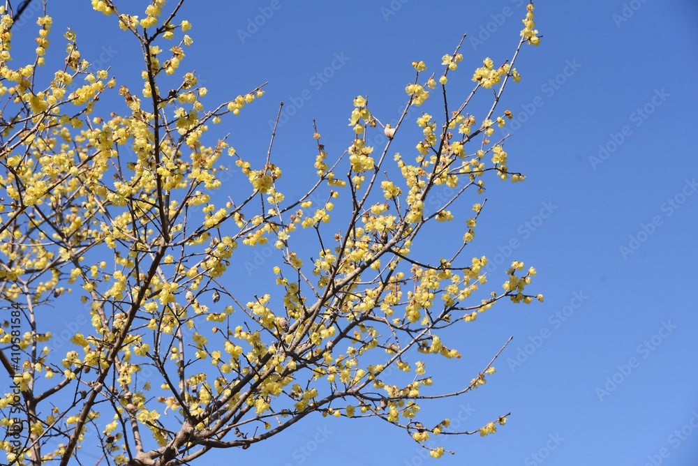 Wintersweet (Japanese allspice) flowers / Calycanthaceae deciduous tree. Wintersweet (Japanese allspice) flowers / Calycanthaceae deciduous tree.