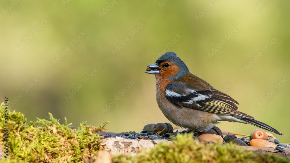 Fototapeta premium Common Chaffinch male sits on a stump in moss