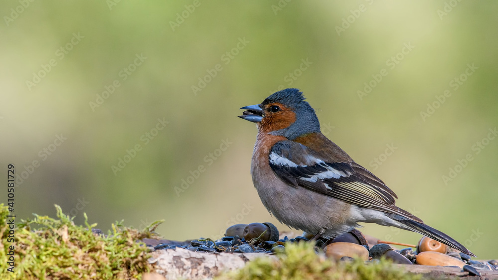 Common Chaffinch male sits on a stump in moss Common Chaffinch male sits on a stump in moss