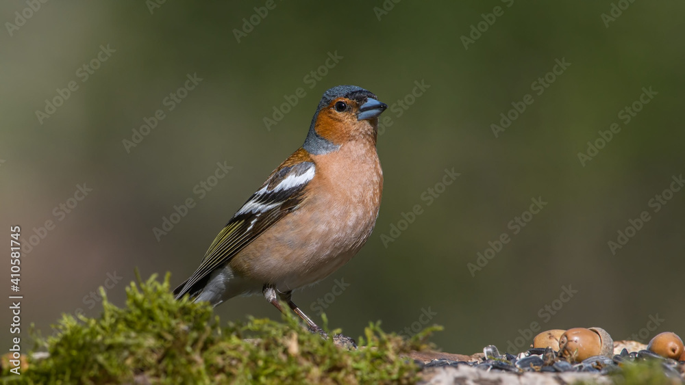 Common Chaffinch male sits on a stump in moss Common Chaffinch male sits on a stump in moss