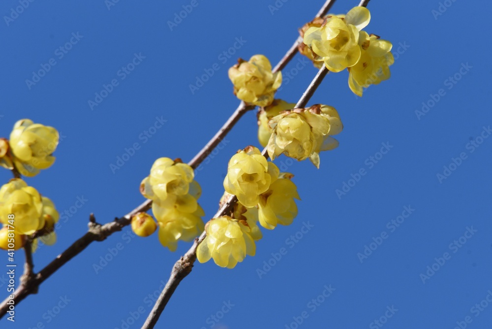 Wintersweet (Japanese allspice) flowers / Calycanthaceae deciduous tree. Wintersweet (Japanese allspice) flowers / Calycanthaceae deciduous tree.