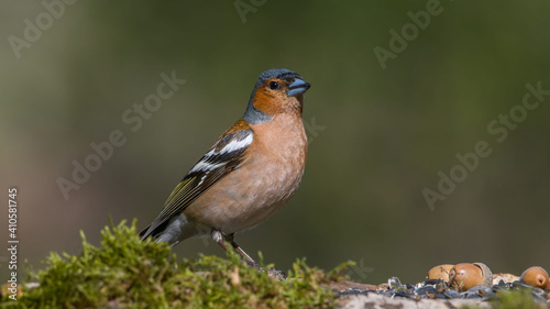 Common Chaffinch male sits on a stump in moss © VitOt