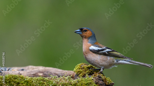 Common Chaffinch male sits on a stump in moss