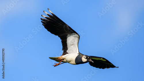 Northern Lapwing in flight against the sky © VitOt