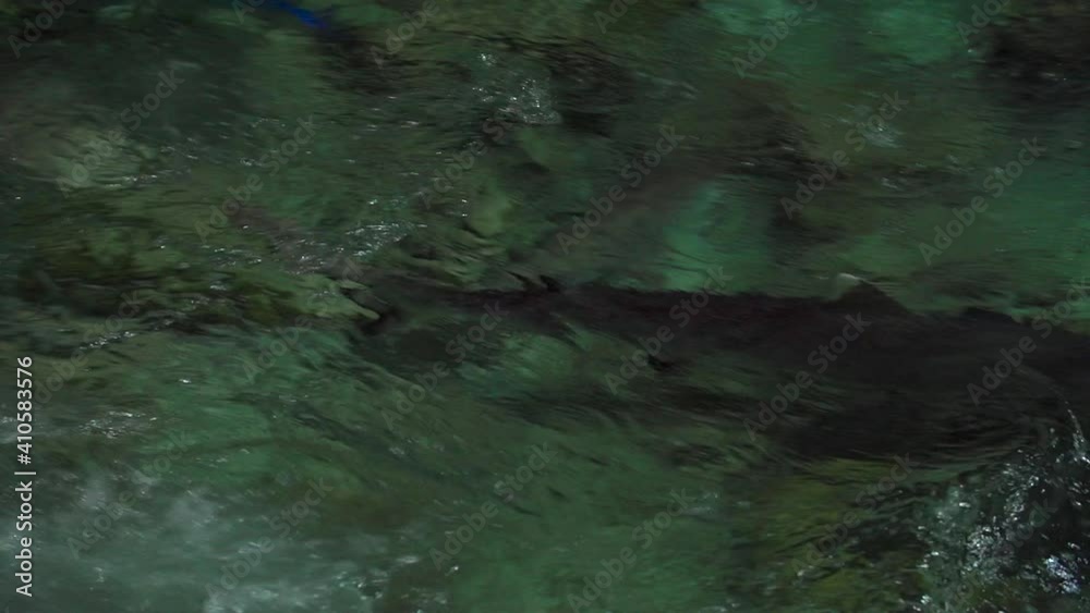 Shark swimming between fish at night Shark swimming between fish at night