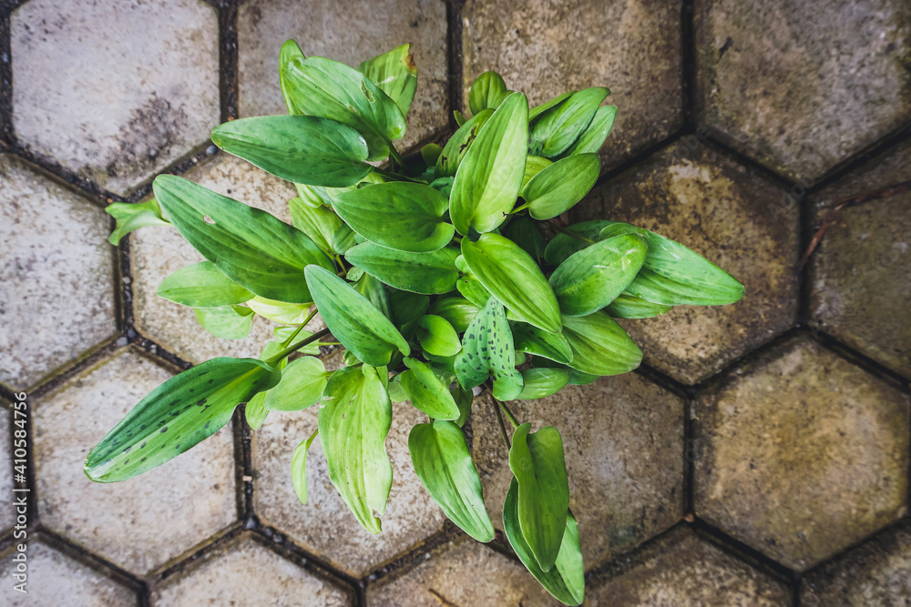 Obraz premium Drimiopsis maculata in the pot. Green leaves for decorative plants. 