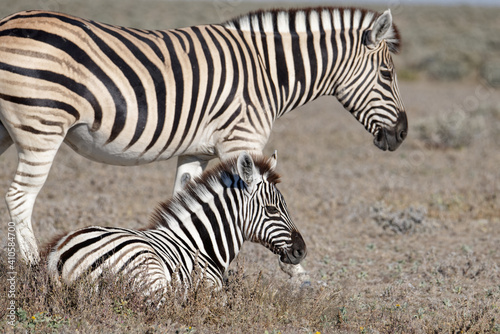 A mother zebra stands while her foal lies down