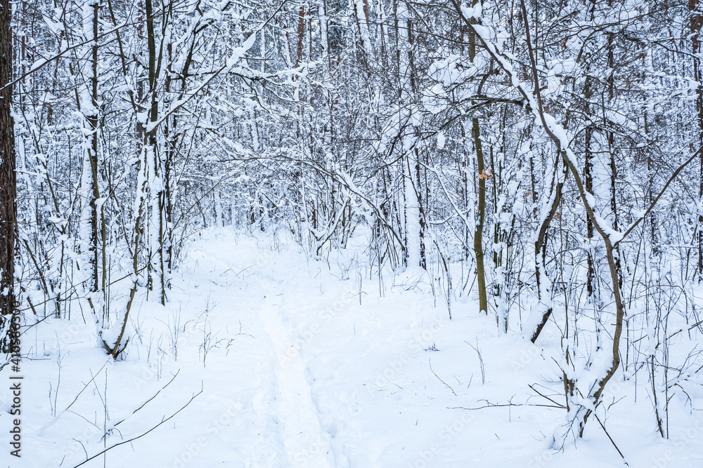 winter pine trees forest covered with snow. Beautiful winter panorama at snowfall