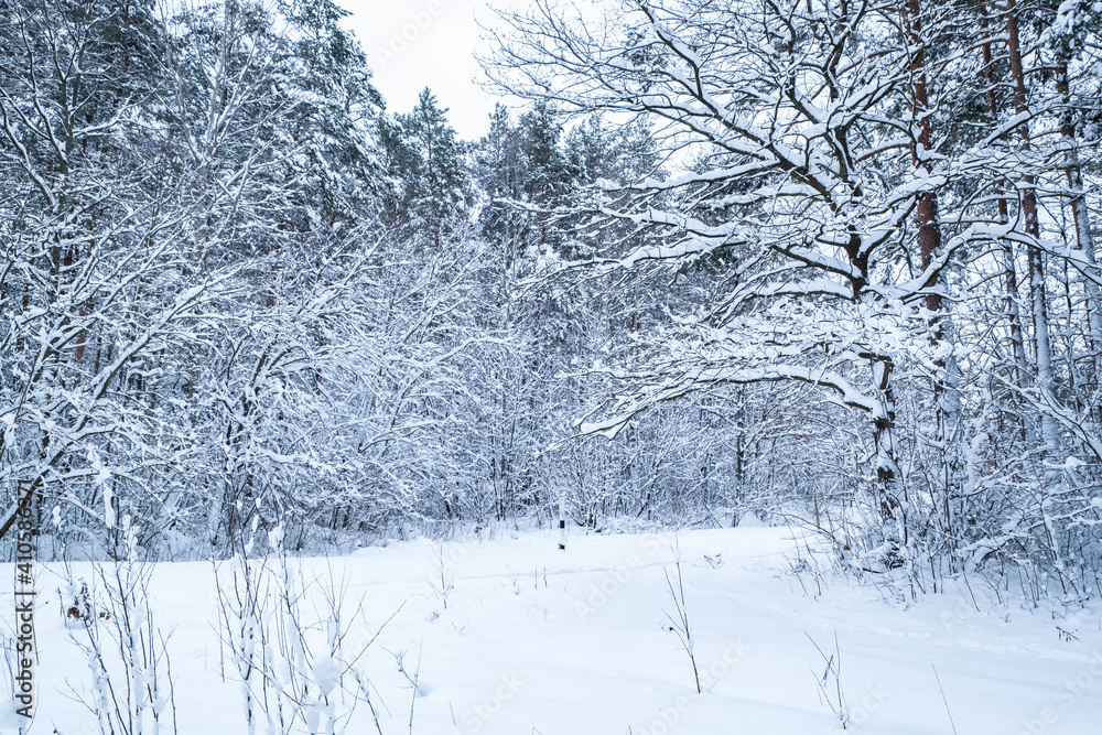 Fototapeta premium winter pine trees forest covered with snow. Beautiful winter panorama at snowfall