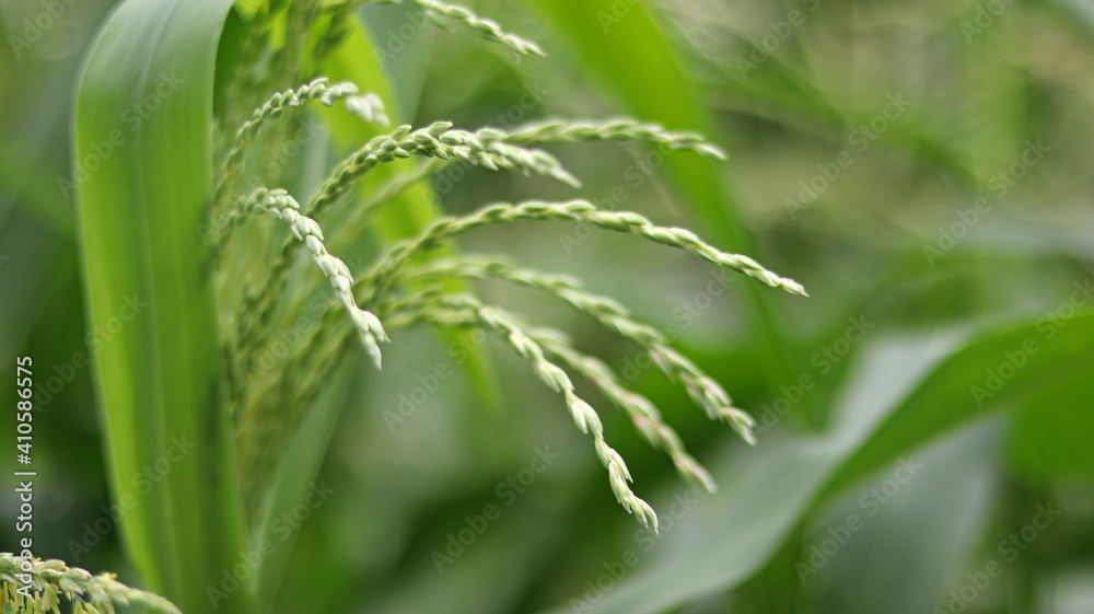 Green Jasmine rice, rice berry rice with barley field local plant of Thai style, Thailand agriculture products. Natural color mode design. Selective focus and blur background. Green Jasmine rice, rice berry rice with barley field local plant of Thai style, Thailand agriculture products. Natural color mode design. Selective focus and blur background.