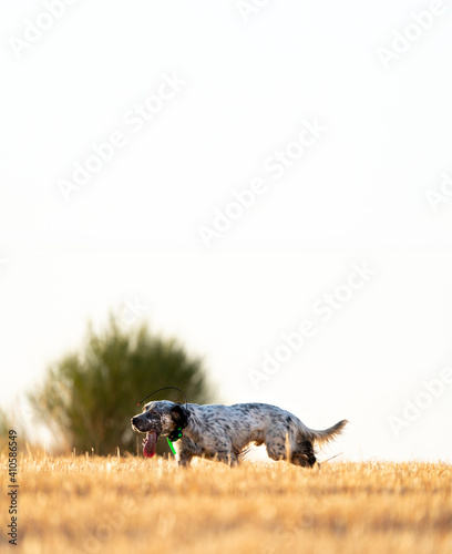 Pointer pedigree dog with tired expression over wheat field with clear sky