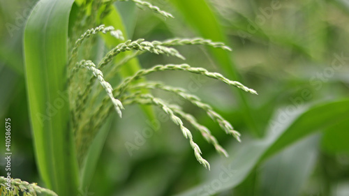 Green Jasmine rice  rice berry rice with barley field local plant of Thai style  Thailand agriculture products. Natural color mode design. Selective focus and blur background.