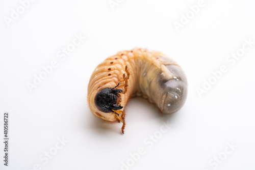 カブトムシの幼虫を白背景で写真撮影