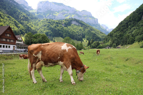 Cows in the Alps