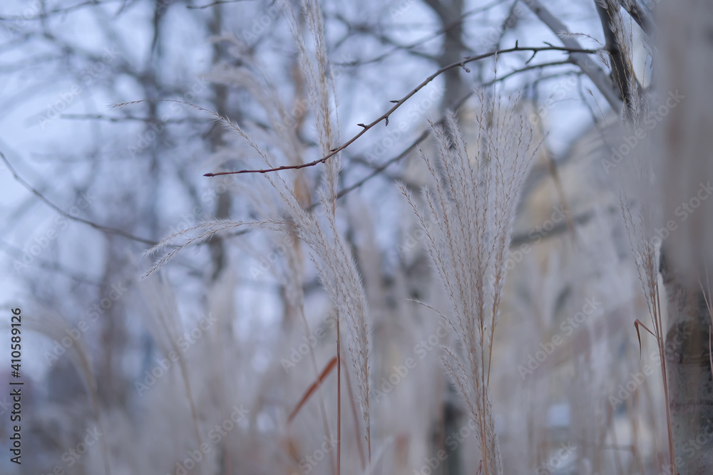 Abstract blurred gentle natural background with spikelets of dry grass, feather grass Abstract blurred gentle natural background with spikelets of dry grass, feather grass